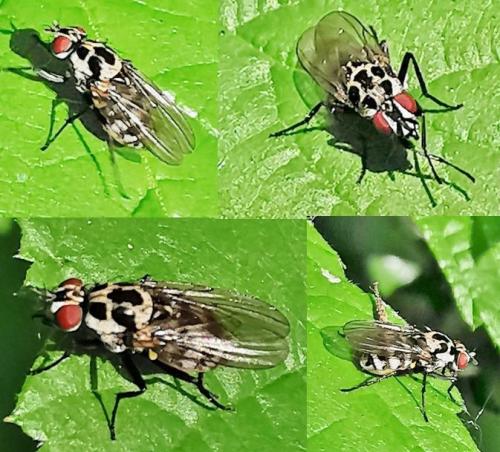 Réf. 333 084 : Anthomyia quinquemaculata